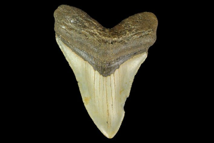 3.48" Fossil Megalodon Tooth - North Carolina